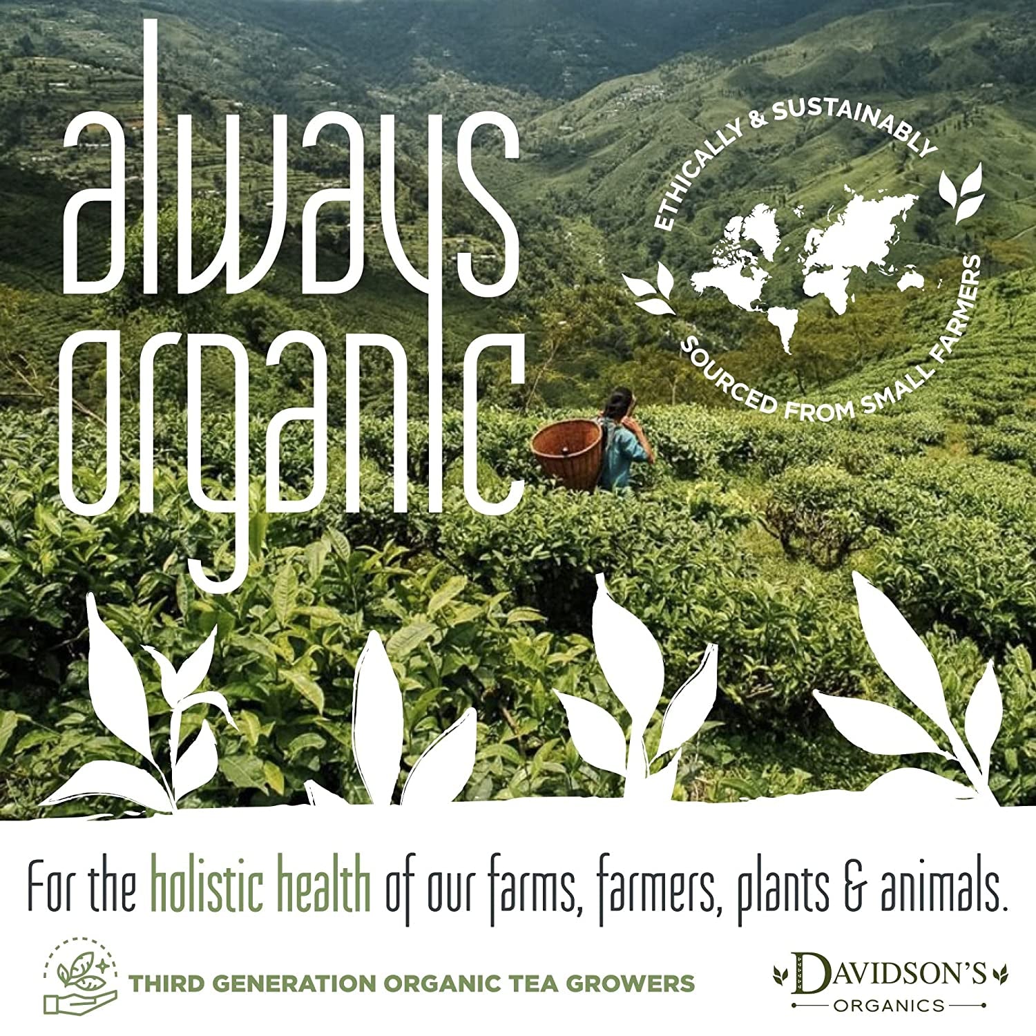 Davidson'S Organics, South African Green Rooibos, Loose Leaf Tea, 16-Ounce Bag